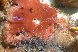 Two Pedersons dukin' it out! by Kent Keller 